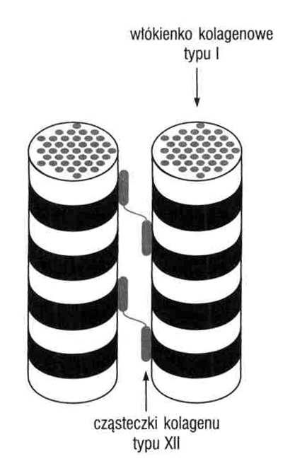 kolageny nietworzące włókien Kolagen