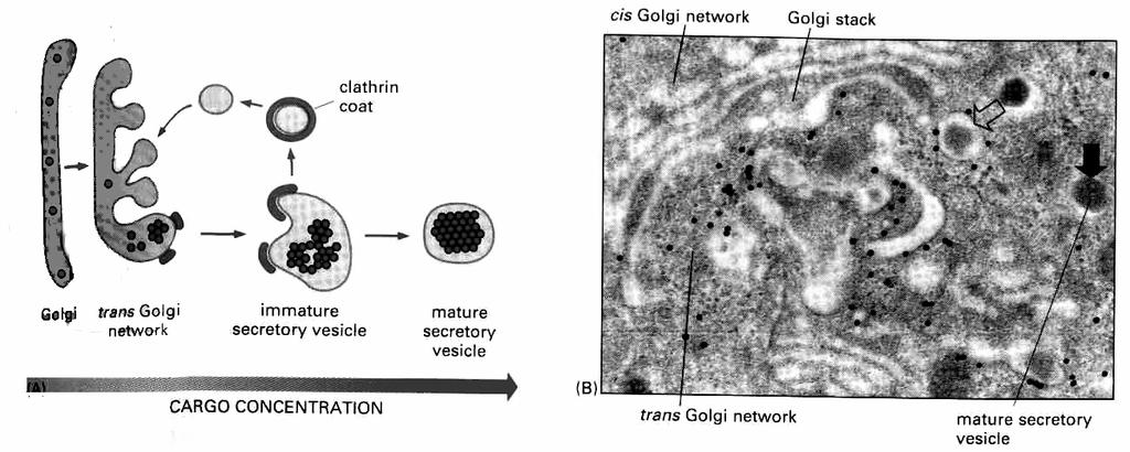 formowanie pęcherzyka sekrecyjnego Immature vesicle clathrin -