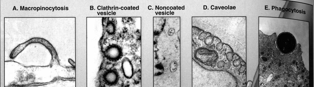 Rodzaje endocytozy Pinocytoza (endocytoza