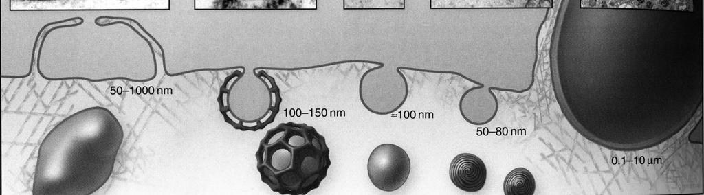 niedyskryminacyjna szybkość Endocytoza