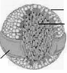 rozpuszczalny cholesterol