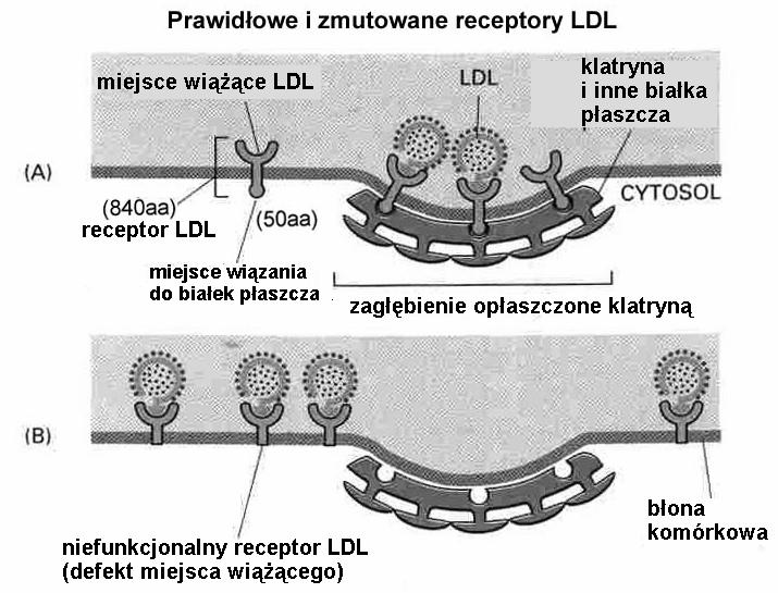 ocytoza kierowana receptorami (np.