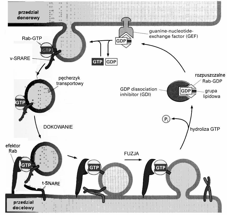 receptor) v-snare (vehicle) na powierzchni pęcherzyków transportowych t-snare