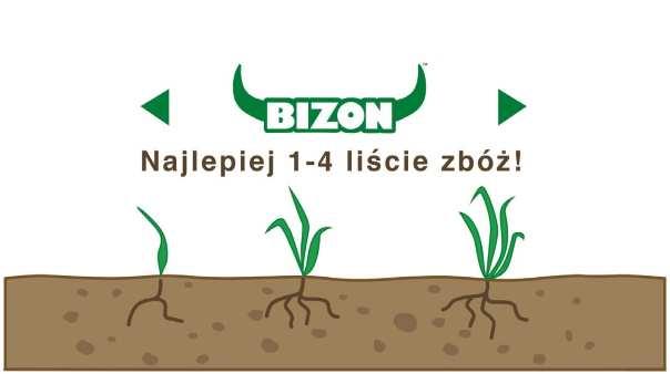 1 Bizon jest środkiem chwastobójczym, w formie koncentratu w postaci stężonej zawiesiny do sporządzania roztworu wodnego, stosowanym jesienią, przeznaczonym do zwalczania jednorocznych chwastów