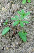 (AMARANTHUS