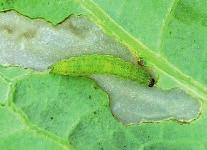 Motyl jest podobny do bielinka kapustnika, lecz ma mniejszą rozpiętość skrzydeł ok. 40 mm.