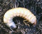 Szkody wyrządzają larwy zwane drutowcami, które podgryzają i zjadają części podziemne roślin. Larwy wyrządzają szkody przez cały okres wegetacji. Znacznie większe szkody są powodowane w lata wilgotne.