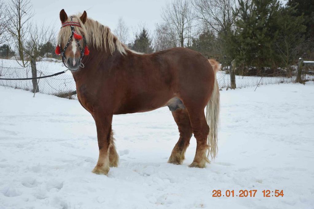 26. 2553 G Bł AMBASADOR, strona 55 Wł: Romaniuk Walentyn,