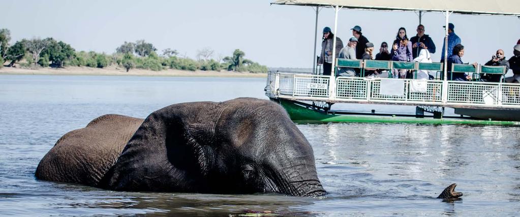 rejs po rzece Chobe DZIEŃ 5 CHOBE NATIONAL PARK REJS PO RZECE CHOBE I PRZEJAZD DO IHAHA Wcześnie rano dla chętnych kolejne atrakcje.