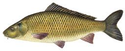 Metoda produkcji* Obszar połowu** / miejsce hodowli Narzędzia *** Karp Cyprinus carpio FAO 05: hodowle