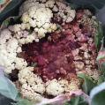 Gnicie róż kalafiora jest pospolitą chorobą bakteryjną wielu gatunków roślin warzywnych.