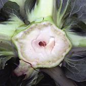Puste komory głąba Puste przestrzenie lub jamistość głąba mogą pojawiać się na całym pionowym przekroju róży kalafiora.