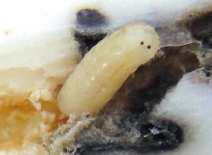 Śmietka kapuściana (Delia radicum) Rząd muchówki (Diptera), Rodzina śmietkowate (Anthomyiidae) Występowanie. W Polsce szkodnik rozprzestrzeniony jest w całym kraju. Rośliny żywicielskie.