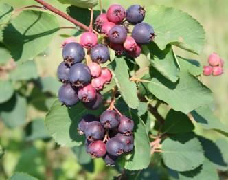 ŚWIDOŚLIWA (Amelanchier alnifolia) Pochodzi z rodziny różowatych. Jest to najczęściej krzew lub małe drzewo. Określana jest często przez amatorów borówką kanadyjską lub słodką aronią.