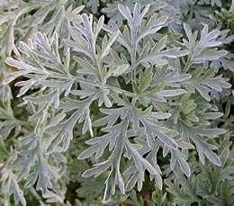 Bylica piołun (Artemisia absinthium) Jedwabiście owłosione łodygi i liście; do 90 cm wys. Kw.