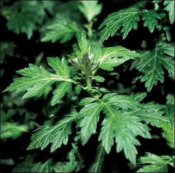 Bylica pospolita (Artemisia vulgaris) Wys. do 1,2 m, łodygi czerwonawe Kw.