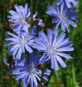 Cykoria podróżnik (Cichorium intybus) Łodygi wzniesione, sztywne, do 1m wys. Kw. :VII-X Występuje na przydrożach, nieużytkach. Debrzno np. ul.