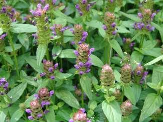 Głowienka pospolita (Prunella vulgaris) Bylina, wys. do 20 cm; Kw.