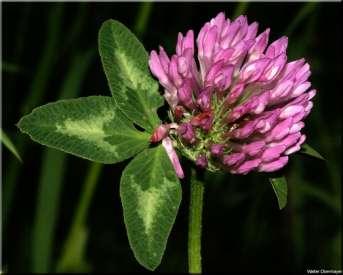 Koniczyna łąkowa (Trifolium pratense) Wys. do 50 cm; Kw.