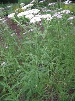 Krwawnik pospolity (Achillea millefolium) Wys. do 60 cm, aromatyczna Kw. :IV-XI.