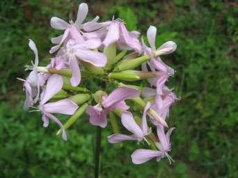 Mydlnica lekarska (Saponaria officinalis) Łodyga gruba, prosto wzniesiona 30-80 cm wys., płatki kw. różowe na szczycie wycięte, Kw.:VI-IX Występuje na przydrożach (np.