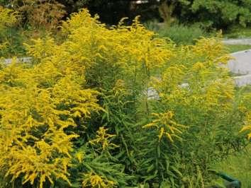 Nawłoć kanadyjska i pospolita (Solidago canadensis; S. virga-aurea) Nawłoć kanadyjska Wys. 60-250cm, łodyga owłosiona (dołem naga), wiecha rozpierzchła Kw.