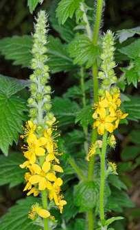 Rzepik pospolity (Agrimonia eupatoria) Bylina, 30-100 cm wys.