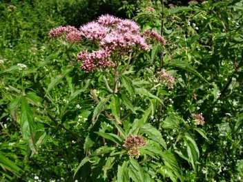 Sadziec konopiasty (Eupatorium cannabinum) Bylina 0,5-1,5 m wys. kwiaty ciemnoróżowe : VII-IX Występuje w miejscach wilgotnych i błotnistych (np.