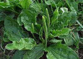 Babka zwyczajna (Plantago maior) Występuje na przydrożach, nieużytkach, uprawach.