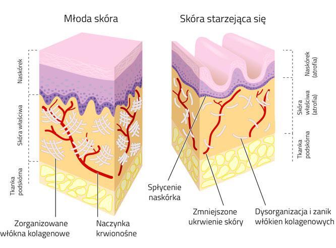 Zmarszczki, przebarwienia, utrata jędrności skóry, to jedne z oznak starzenia, których chcemy jak najdłużej uniknąć.