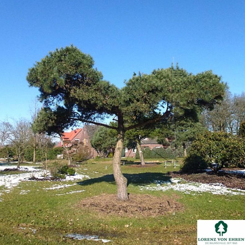 Pinus sylvestris sosna