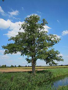 Alnus glutinosa olsza czarna korona: rozłożysta wysokośd :