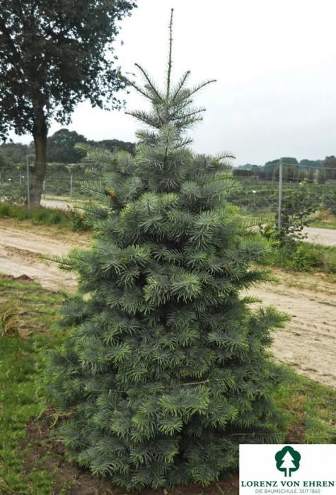 Abies concolor jodła