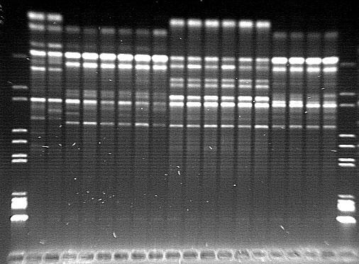 Ocena stabilnoœci genetycznej rozmna anych in vitro polskich odmian