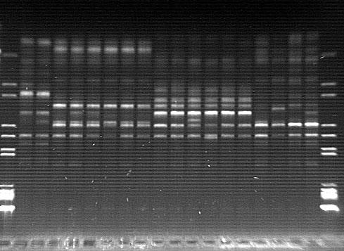 oraz rozmna anych in vitro (opis analizowanych roœlin w tabeli 1).