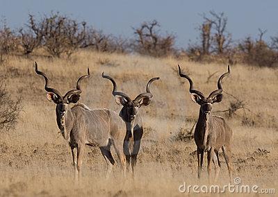 dźwięków w języku mlaskowym Buszmenów jest kopią cmoku, jaki wydaje samiec kudu.