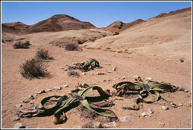 Pustynia Namib w okolicach Swakopmund - jedna z