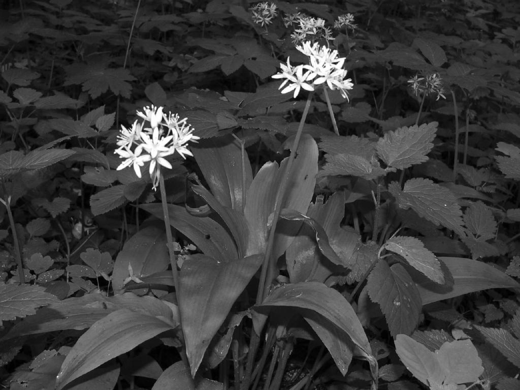 Ryc. 1. Kwitnące okazy czosnku niedźwiedziego na stanowisku w Ojcowie sfotografowane w 2006 roku (fot. B. Wiśnowski). Fig. 1. Flowering specimens of Allium ursinum found near Ojców in 2006 (photo B.