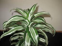 Dracena Dracena odfiltrowuje m.in.