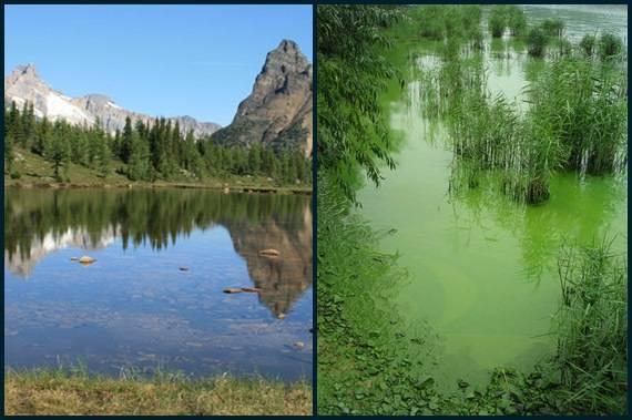 Ekosystemy jeziorne Rola fosforu fosfor w wodzie jest deficytowy, jego rozpuszczalność zależy od warunków tlenowych (lepiej rozpuszczalny bez