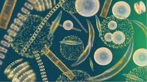 Dekompozycja w wodach Przeprowadzana głównie przez bakterie planktonowe Glony mają inny skład niż rośliny! zamiast celulozy: alginiany, hemiceluloza itp. lipidy (np.