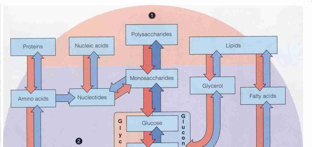 REGULACJA METABOLIZMU Zbiór ćwiczeń dla