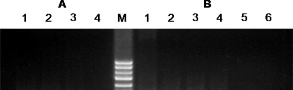 3. Wyniki 187 Wstępnie przeprowadzone analizy pokazują, że bezpośrednia reakcja PCR pozwala wykryć co najmniej 0,1 pg genomowego DNA C. parvum, co oznacza około 10 kopii genomu (rys. 1a).