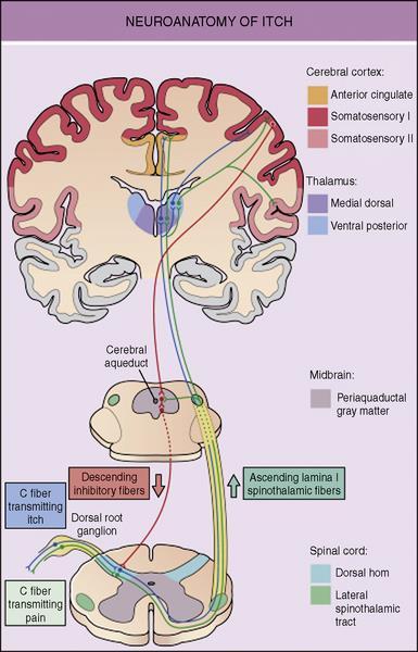 EGZOGENNE PRURITOGENY: histamina, proteazy (trypsyna, chymotrypsyna, papaina, kalikreina), prostaglandyny, leukotrieny (LTB4), IL-31, neuropeptydy (substancja P), czynniki fizyczne PRURITOCEPTORY: