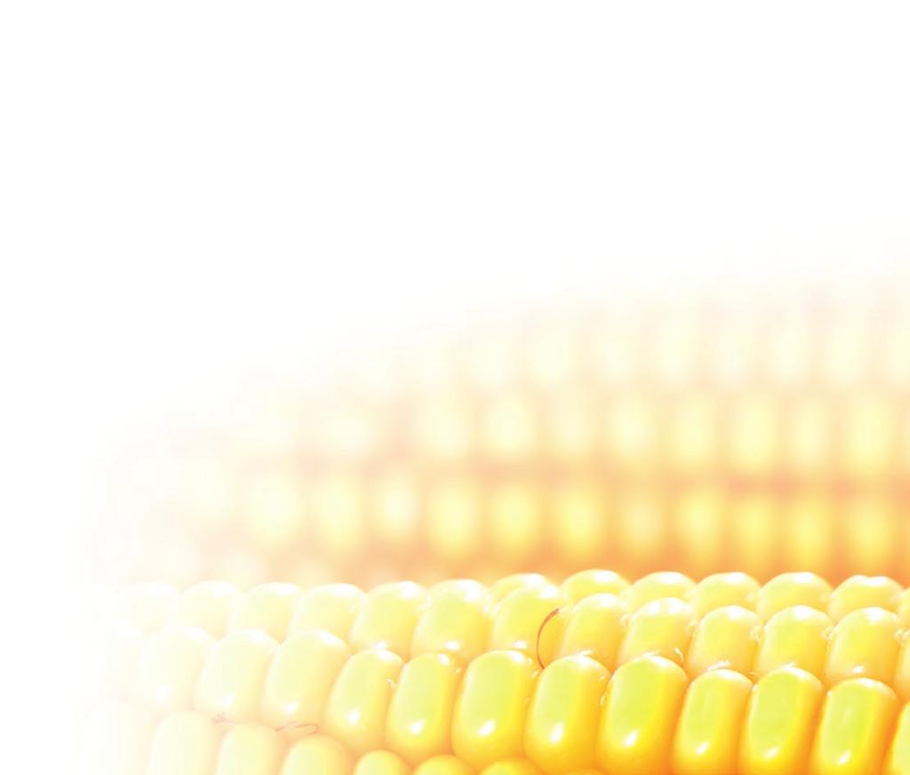 Spis treści Mieszańce kukurydzy na ziarno ES CIRRIUS FAO
