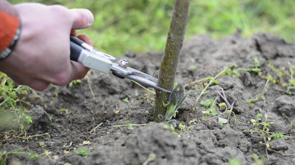 6. NAWOŻENIE Oxytree mogą rosnąć na glebach o niskiej zawartości składników odżywczych. Duże przyrosty i odpowiedni rozwój osiągną jednak dzięki odpowiedniej ilości składników odżywczych.