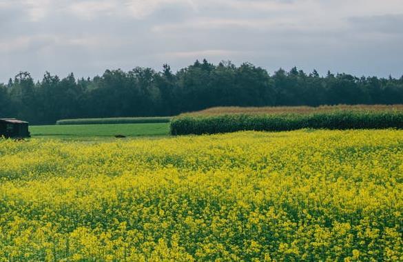 Wzrost sprzedaży zagranicznej produktów AGRO Rejestracja kolejnego nowego produktu w Polsce