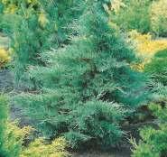 Stosowany na rabaty skalniaki, skupiny oraz do pojemników. 149. Juniperus squamata 'Blue Star' Odmiana o formie nieregularnej kuli, słabym wzroście, do 50 cm.