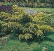 Juniperus media 'Gold Star' Krzew o wolnym wzroście, do 60 cm wysokości i 100 cm szerokości, o mocnym, złotym wybarwieniu. Nadaje się do małych ogródków.