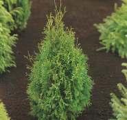 Żywotnik zachodni 'Brabant' Szybko rosnąca odmiana o soczyście zielonych gałązkach, piramidalnej formie. Dorasta do wysokości 6-8 m.